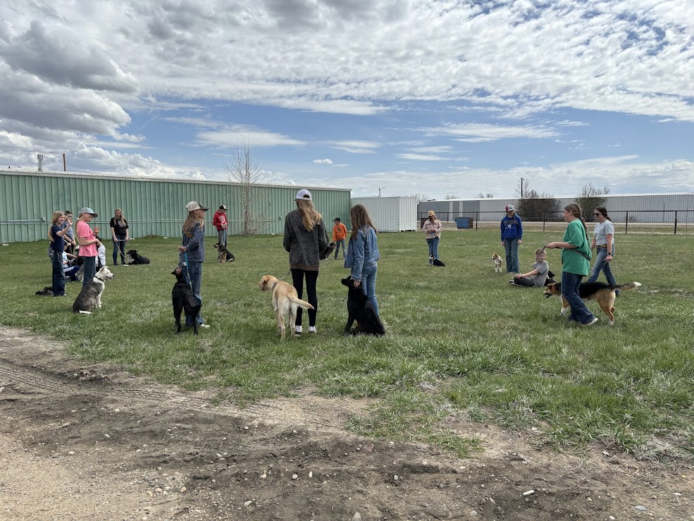 4-H members learn dog showmanship and handling